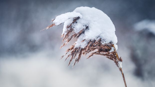 Detailed close-up of a grain stalk covered in frost and snow during winter in Poland.
