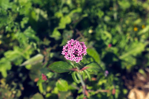 Free stock photo of beautiful flowers, bell flower, green