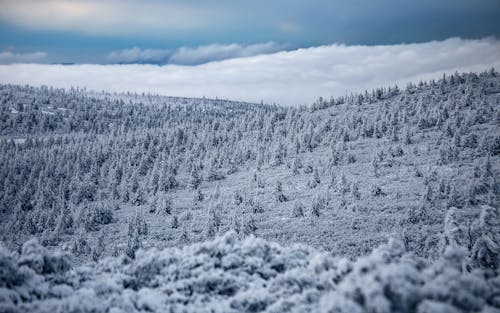 Photo of Trees Covered with Snow