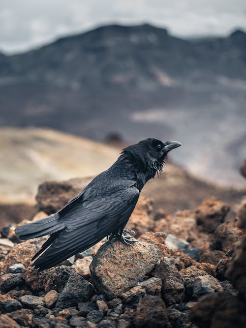 Close-Up Shot of a Crow Standing on a Rock
