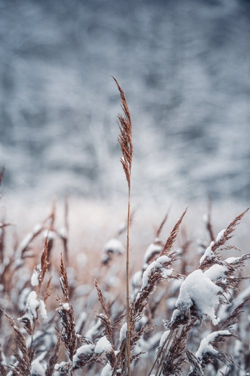Grass Stalks Covered with Snow