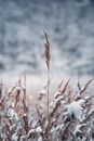 Brown Wheat in White Snow