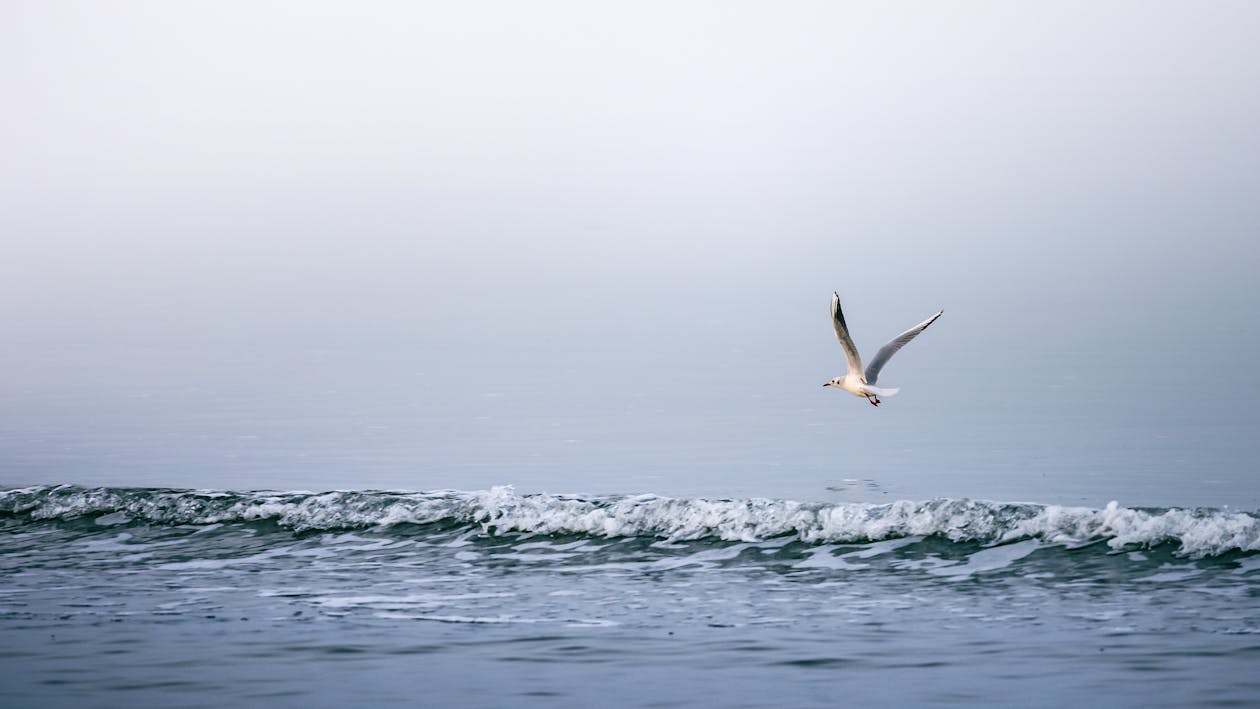 White Bird Flying over Sea