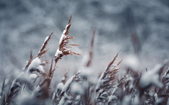 Snow-covered rye field with blurred winter background in Poland, showcasing natural beauty and tranquility.