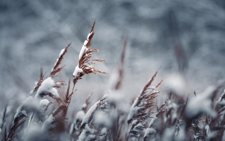 Snow Covered Wheat Close-Up Photo