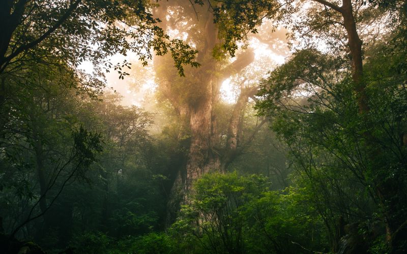 Ancient Yakusugi cedar tree in Yakushima forest with golden sunlight filtering through the dense canopy