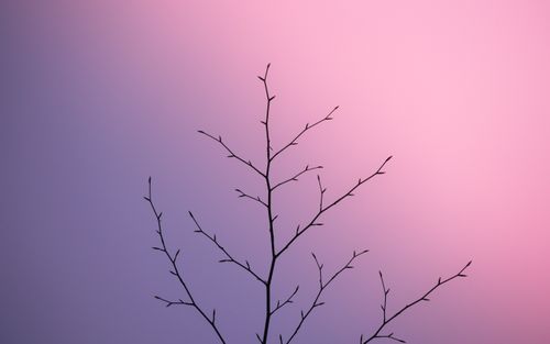Free Minimalist photo of bare tree branches silhouetted against a stunning purple and pink twilight sky. Stock Photo