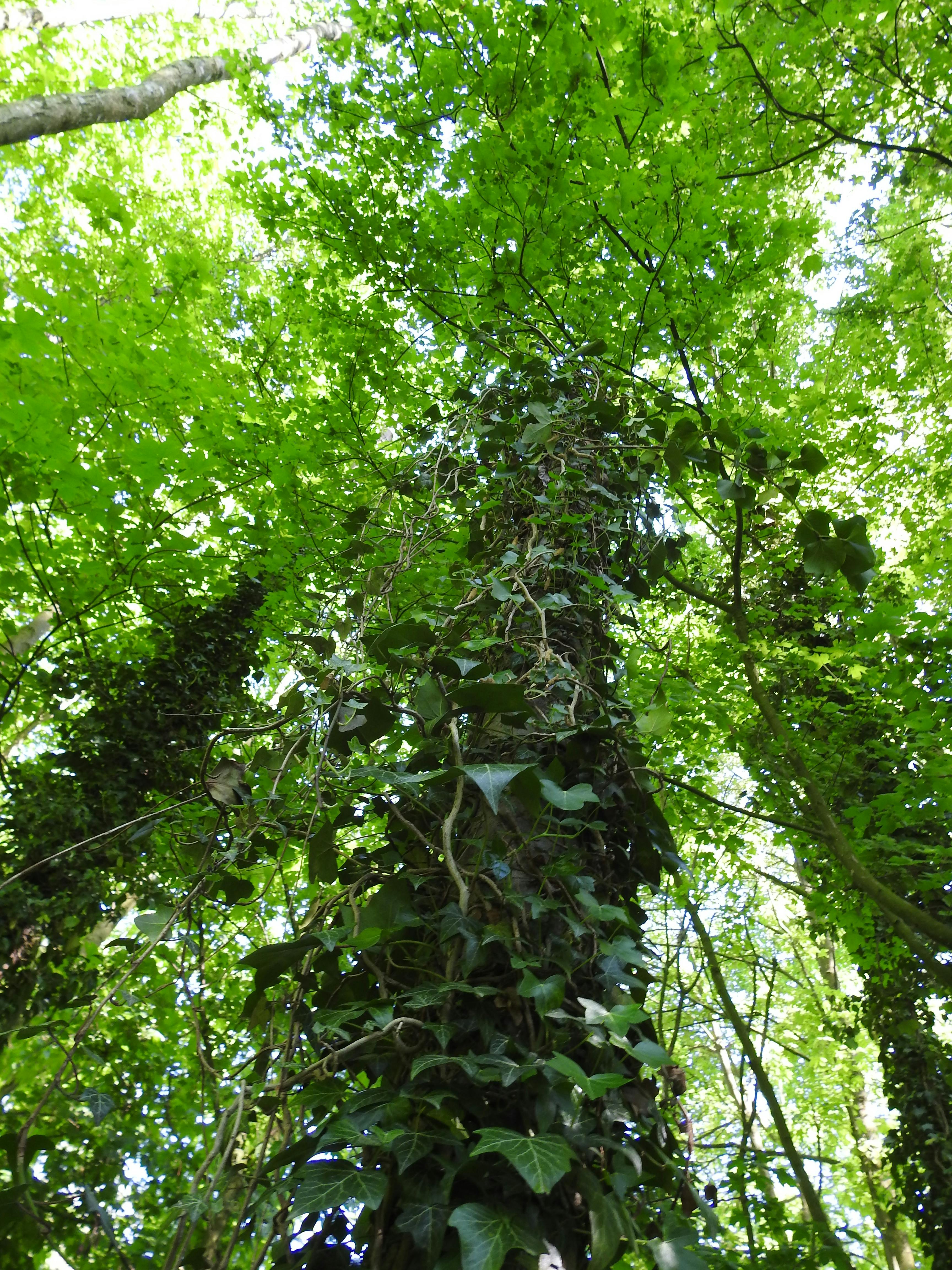 Free stock photo of climbing plant, tree