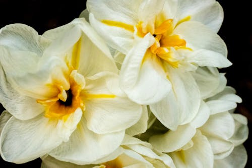 Foto profissional grátis de amarelo, branco, flor do jardim