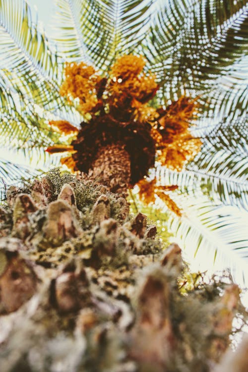 Низкоугольная фотография пальмы