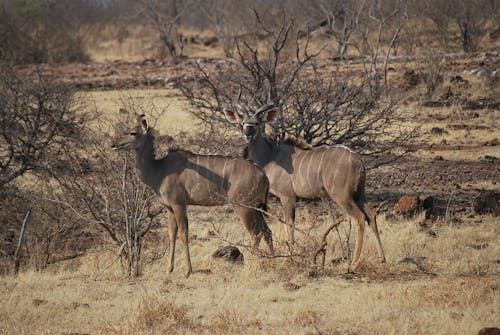 Gratis lagerfoto af game park, kudus, mandlige og kvindelige kudus