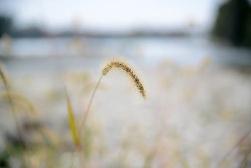 Free stock photo of grass, plant, seed