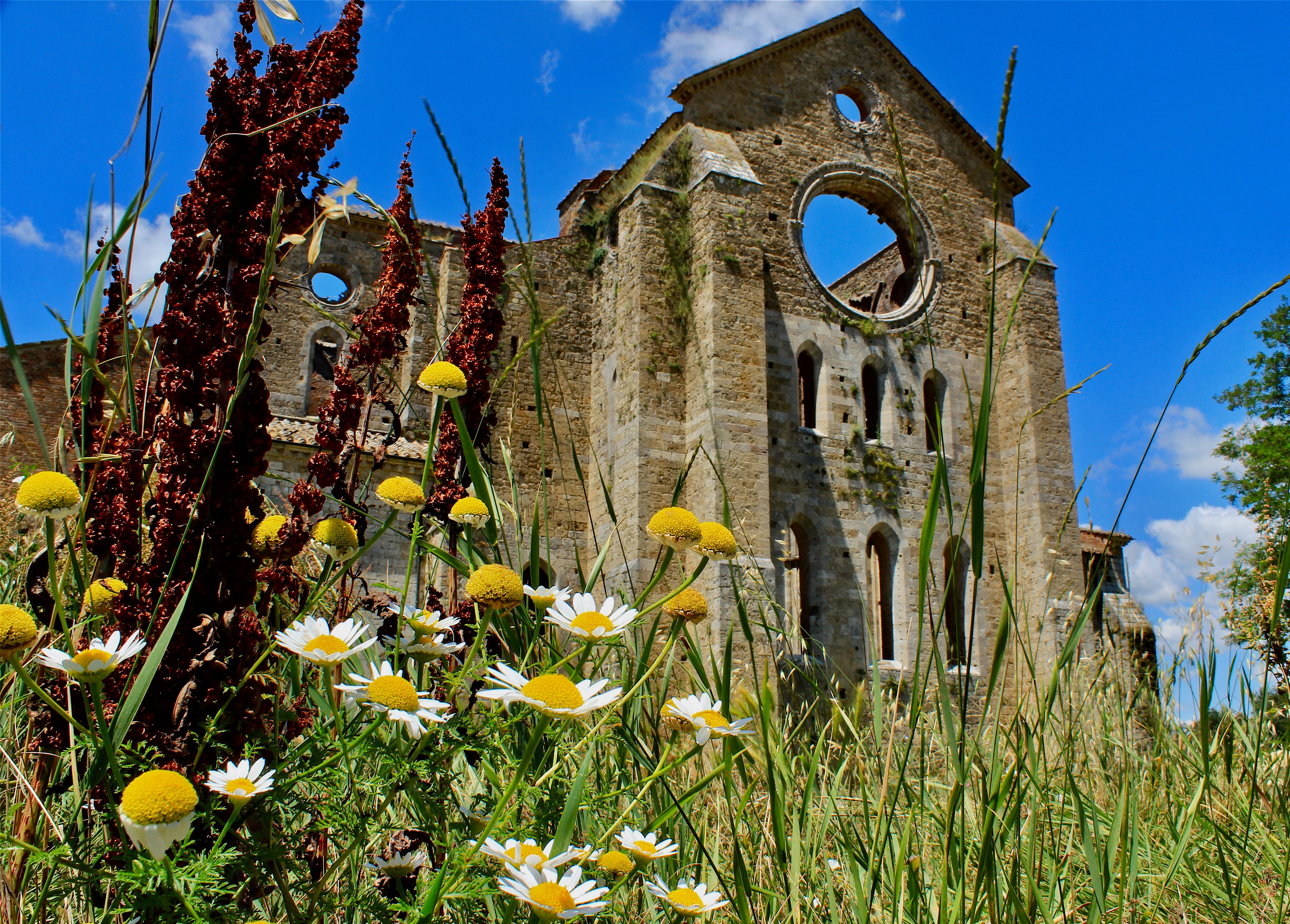 Captured in Tuscany, this image showcases historic abbey ruins surrounded by vibrant wildflowers under a clear blue sky.