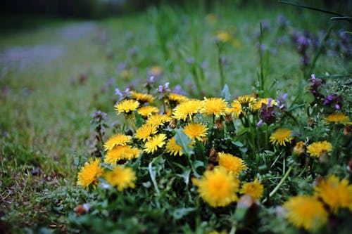 Free stock photo of dandelions, flowers, plant