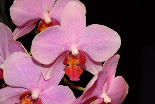 Free stock photo of flowers, orchids