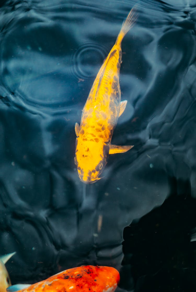 Close Up Of Fish In Water