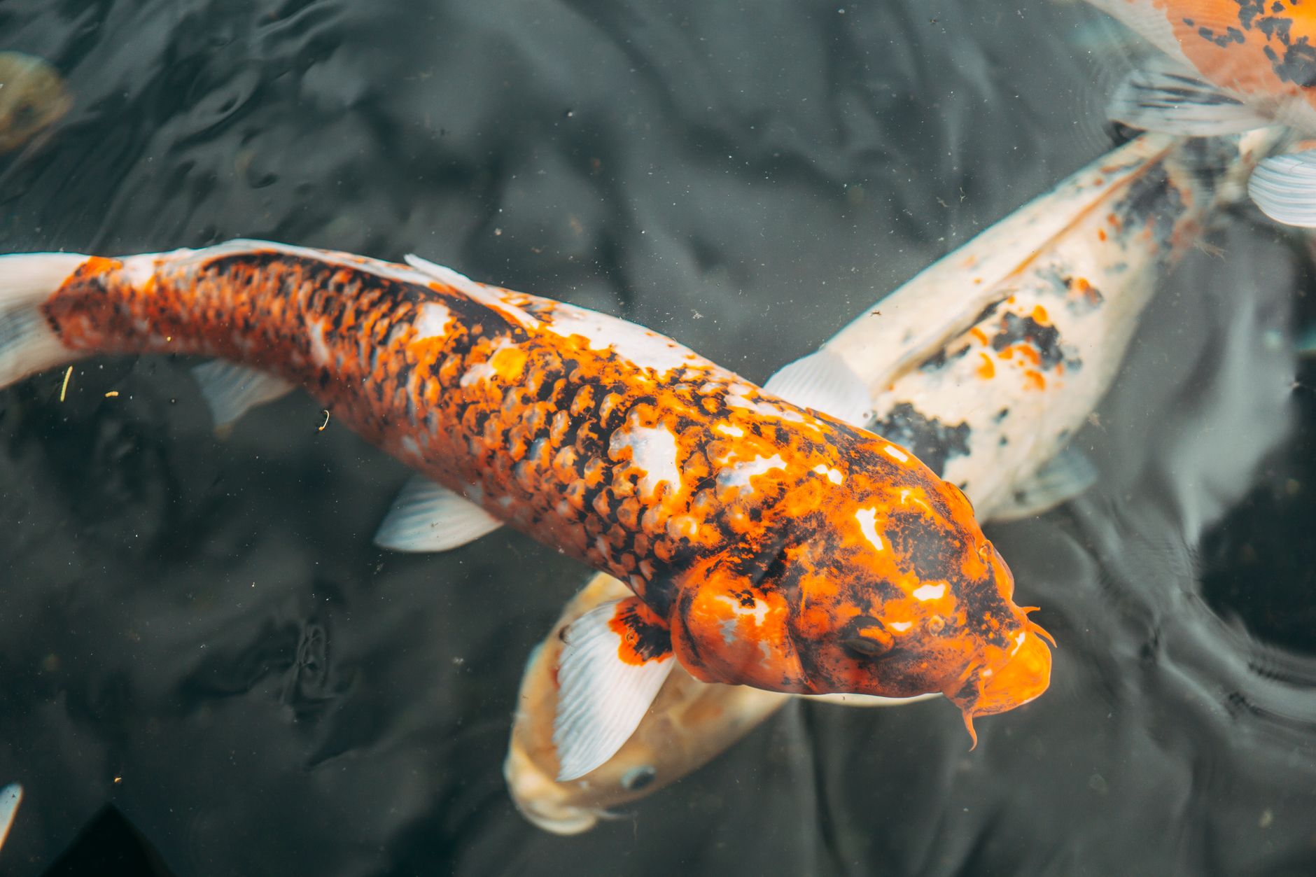 Best Top Fish Food for Herbivorous Fish (2026) – Nutrition That Supports Healthy Plant-Eating Aquatic Pets