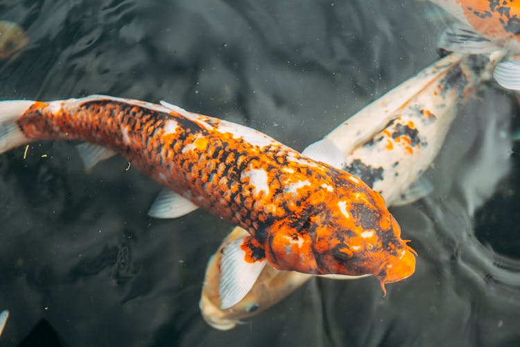 Japanese Koi Fishes On Pond Close-Up Photo