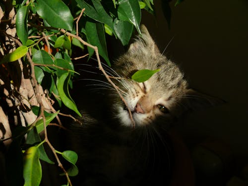 Безкоштовне стокове фото на тему «зелений, кішка, таббі кішка з зеленими очима»