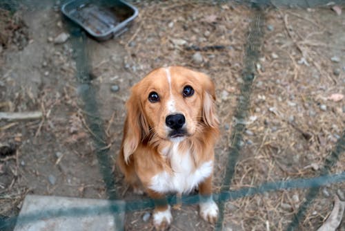 Gratis arkivbilde med hund, vakker