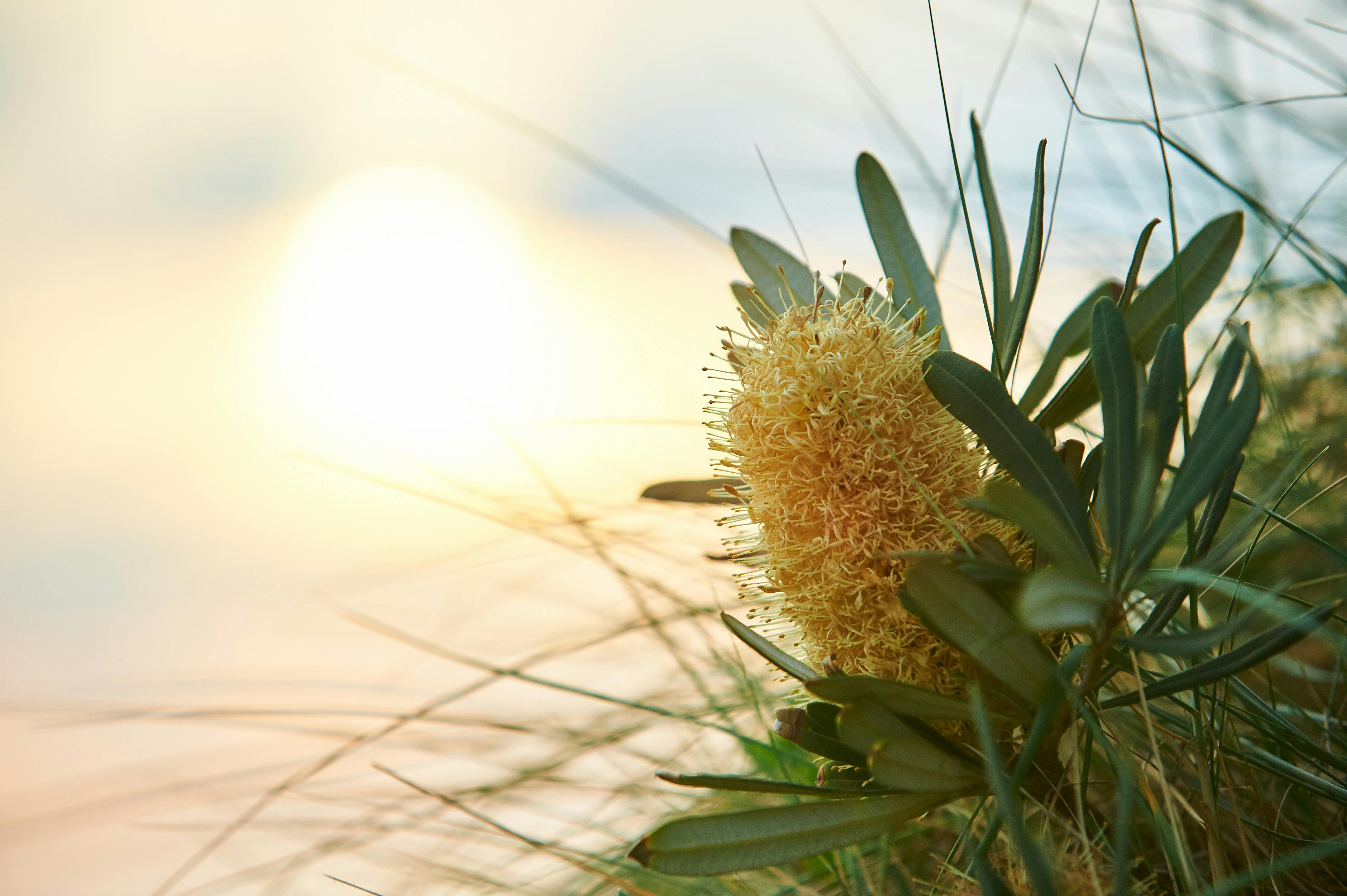 Free stock photo of flower, sunlight, sunset