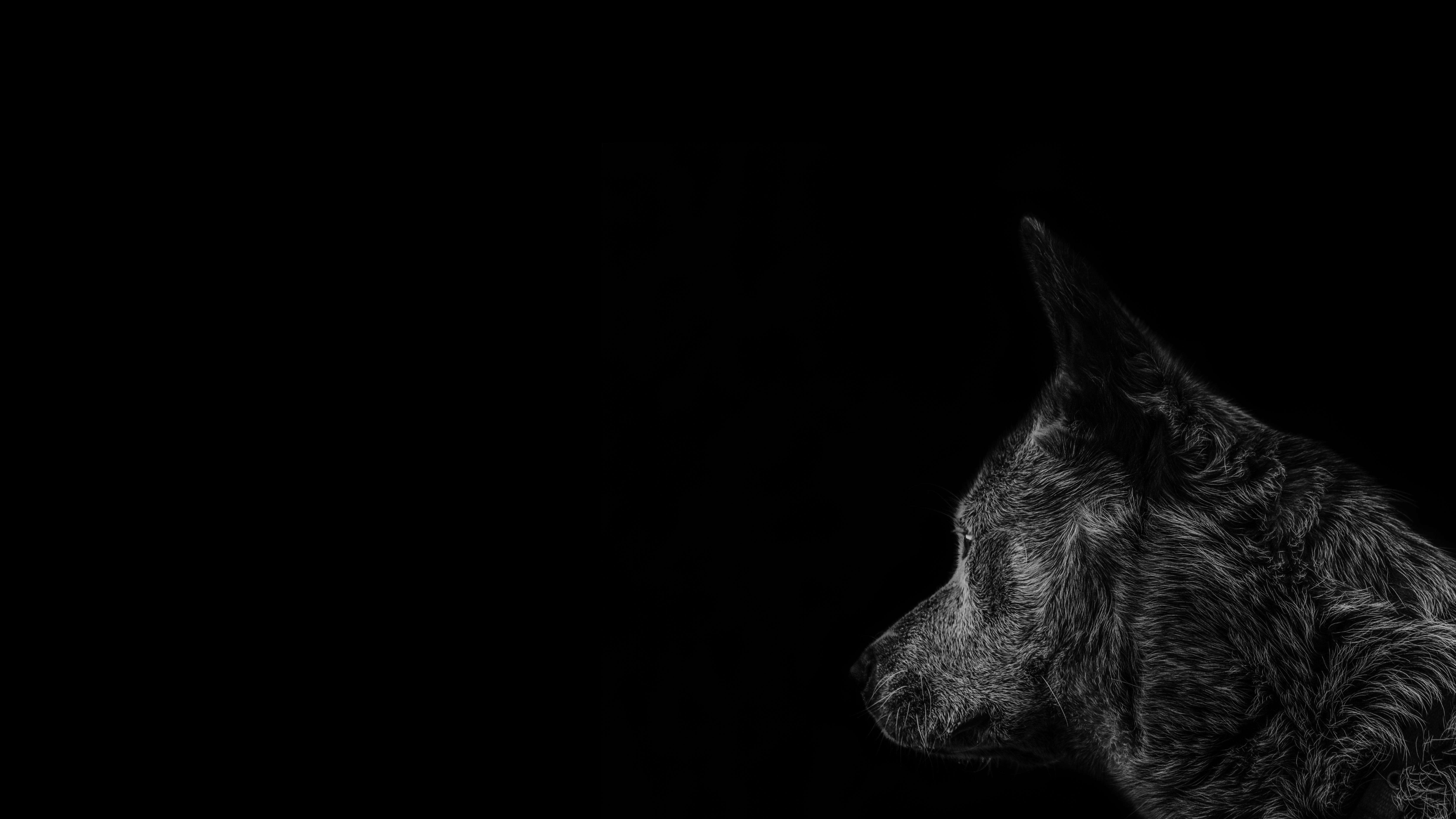 Black And White Wolf Stock Photos and Images  123RF
