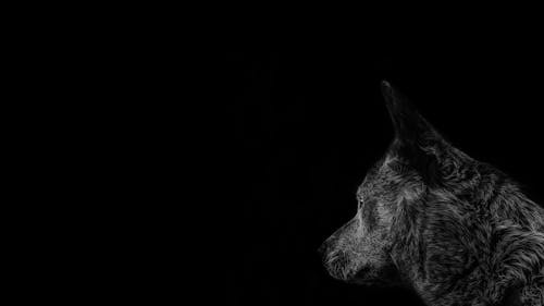 Free Gray Timber Wolf Stock Photo