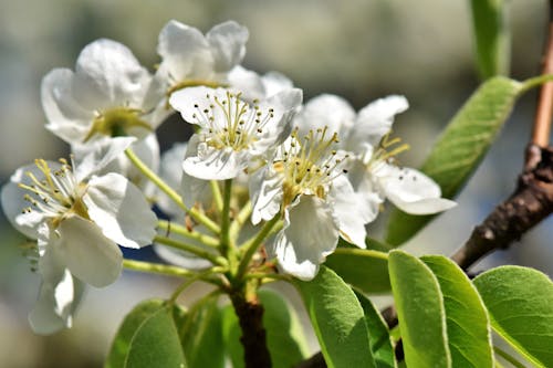 Free stock photo of apple blossom, apple tree, apples