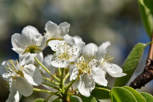 Free stock photo of apple blossom, apple tree, apples