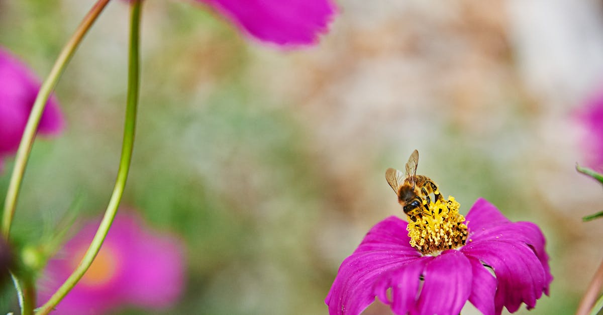 Free stock photo of bee, flowers, purple
