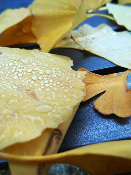 Free stock photo of biloba, gingko, gingko biloba leaves
