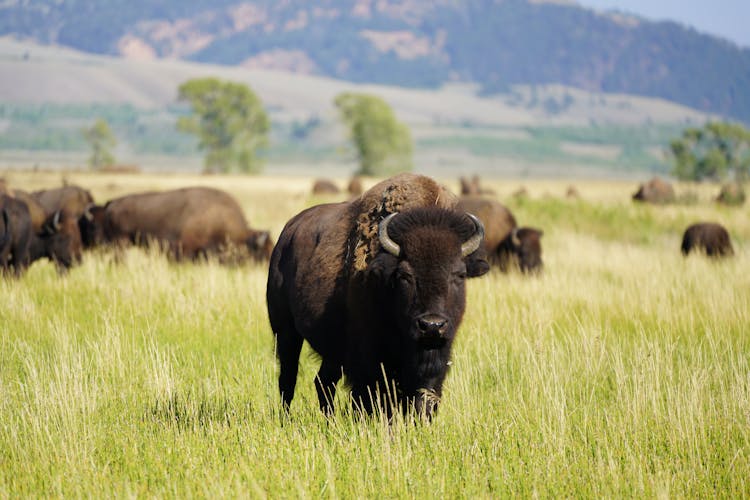 Herd Of American Bison Grazing On Grass Field