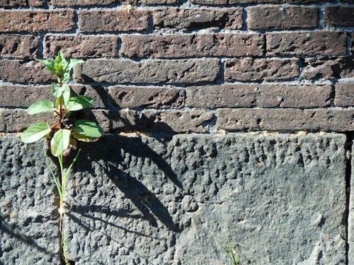 Základová fotografie zdarma na téma rostlina, rostlina na slunci, sluneční světlo