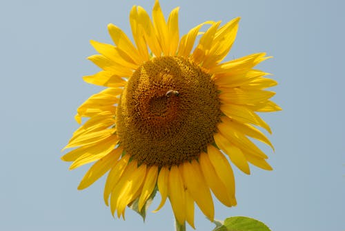 Free stock photo of plant, sunflower, sunflower images free download