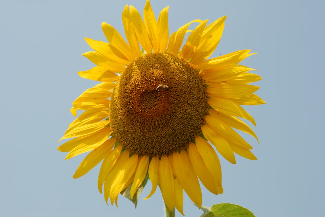 Безкоштовне стокове фото на тему «жовтий, завод, зображення соняшнику безкоштовно скачати»