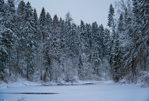 Gratis lagerfoto af forkølelse, rødgran, skov