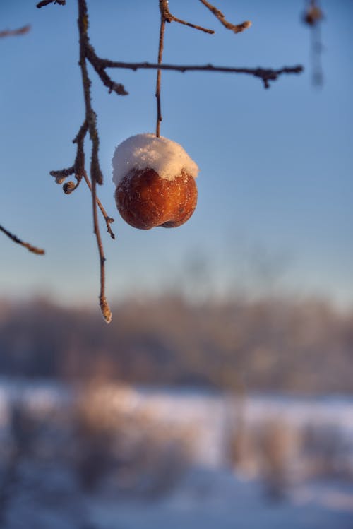 Δωρεάν στοκ φωτογραφιών με apple, χειμερινό υπόβαθρο
