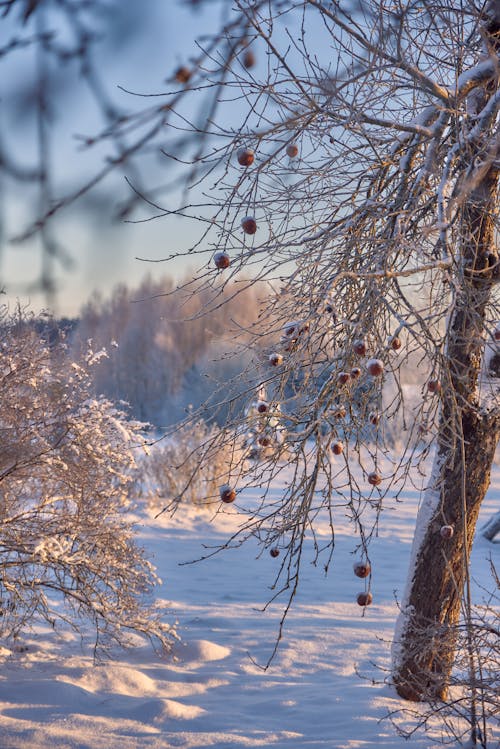 Kostnadsfri bild av kall, snö, snötäckt