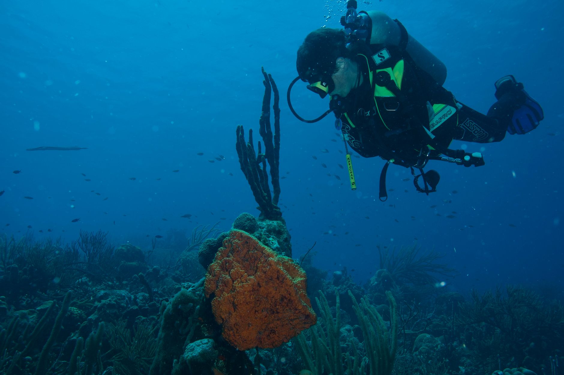 Bonaire National Marine Park