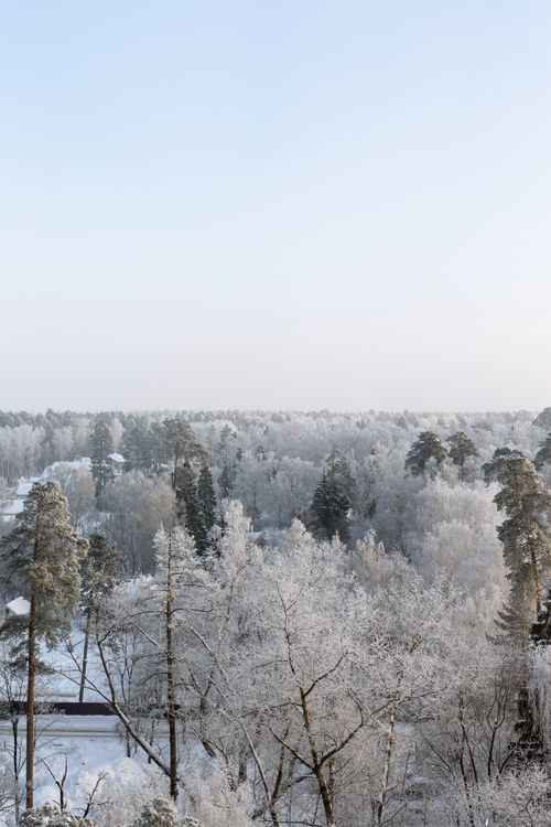 Free A tranquil snowy forest scene capturing the serene beauty of winter. Stock Photo