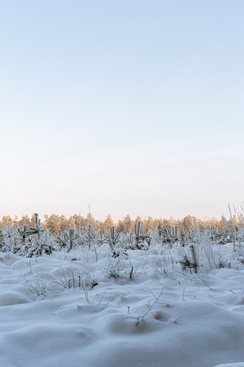 Gratis arkivbilde med årstid, forkjølelse, snø