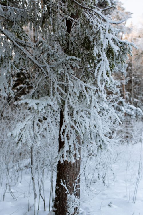 Free A serene view of a snow-covered pine tree in a peaceful winter forest, capturing the essence of the season. Stock Photo