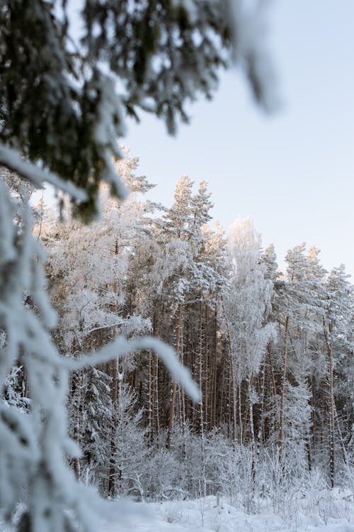 Darmowe zdjęcie z galerii z drzewa, las, natura