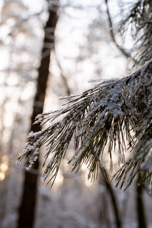 Free Close-up of frosty pine branch with sunlit winter trees in the background. Captures the serenity of nature. Stock Photo