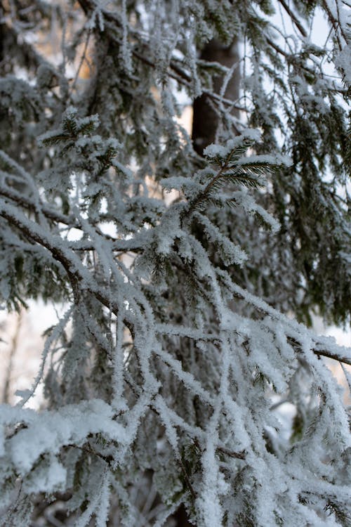 Pine Tree Branches in Snow