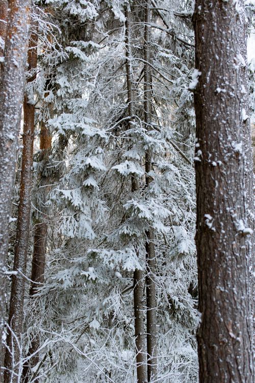 Free Beautiful snow-covered pine trees create a serene winter forest landscape. Stock Photo