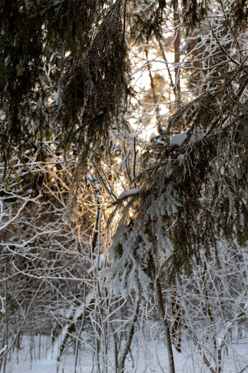 Gratis lagerfoto af forkølelse, lodret skud, natur