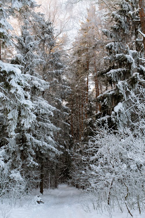 Immagine gratuita di albero, bianco come la neve, calmo