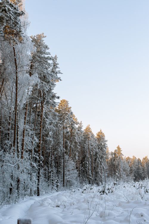 Free Serene winter landscape with snow-covered pine trees under a clear sky. Stock Photo