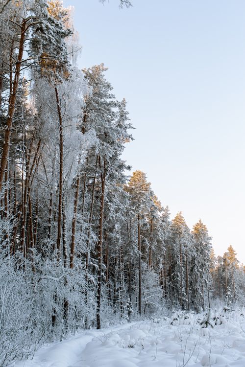 Free Tall pine trees covered in snow with a clear blue sky, capturing the tranquility of winter. Stock Photo